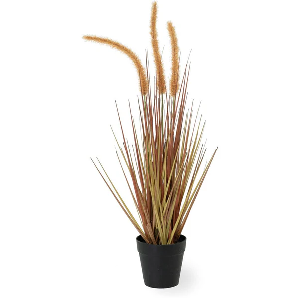 DOGTAIL AMBER SMALL GRASS